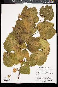 Tilia dasystyla image