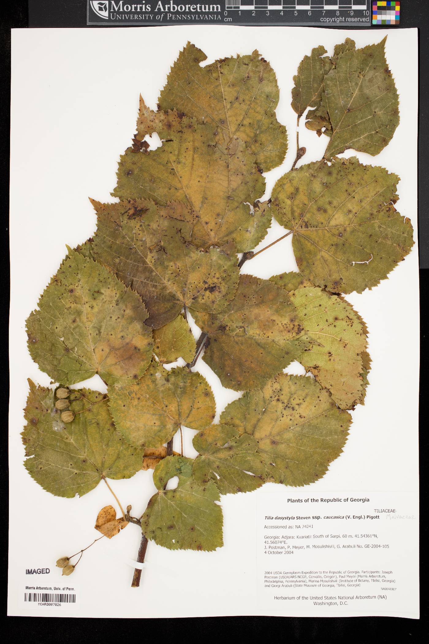 Tilia dasystyla subsp. caucasica image