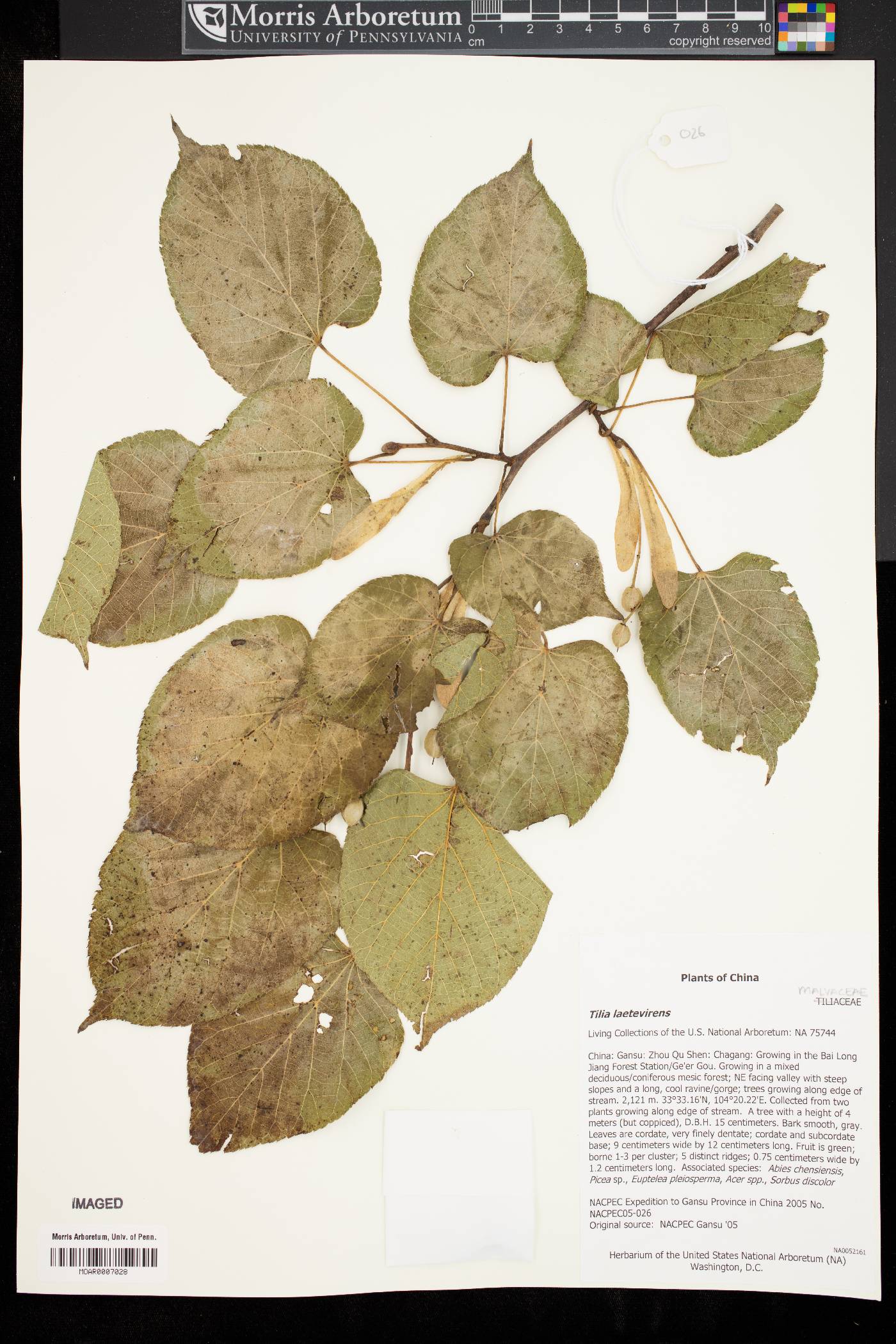 Tilia chinensis image