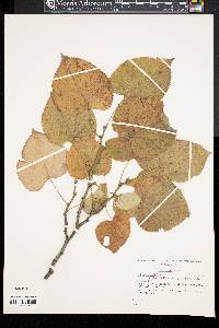 Tilia mandshurica image