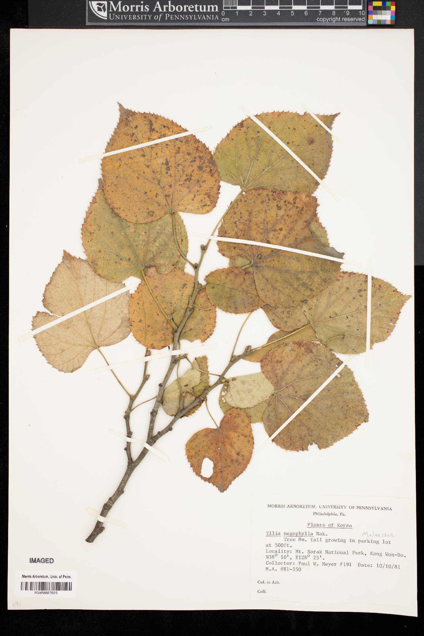 Tilia mandshurica var. megaphylla image