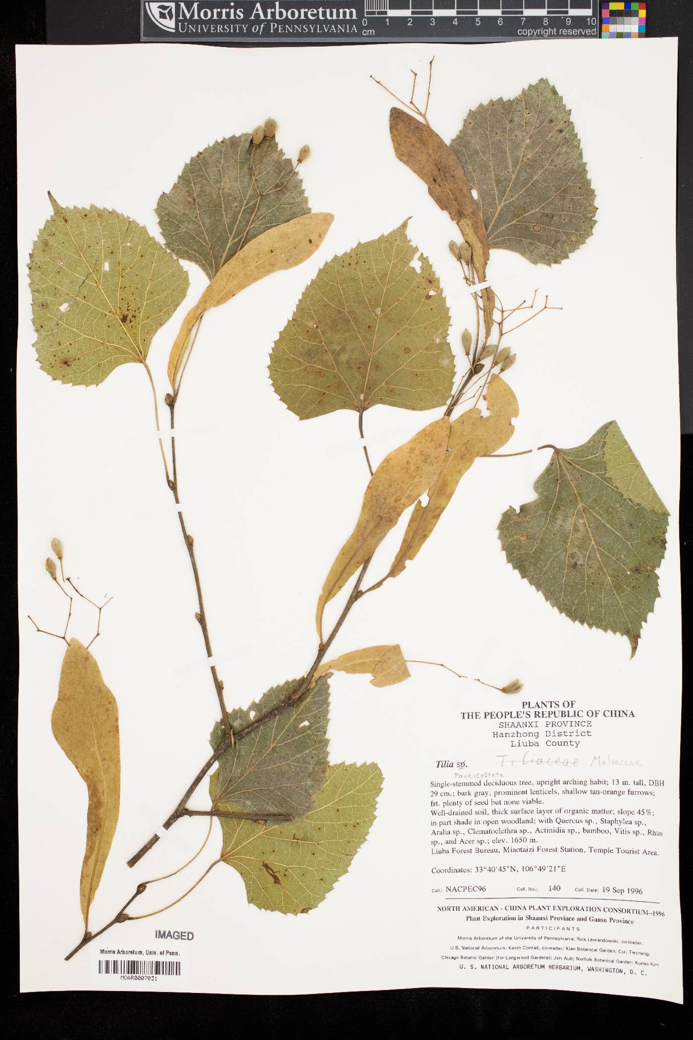 Tilia paucicostata image