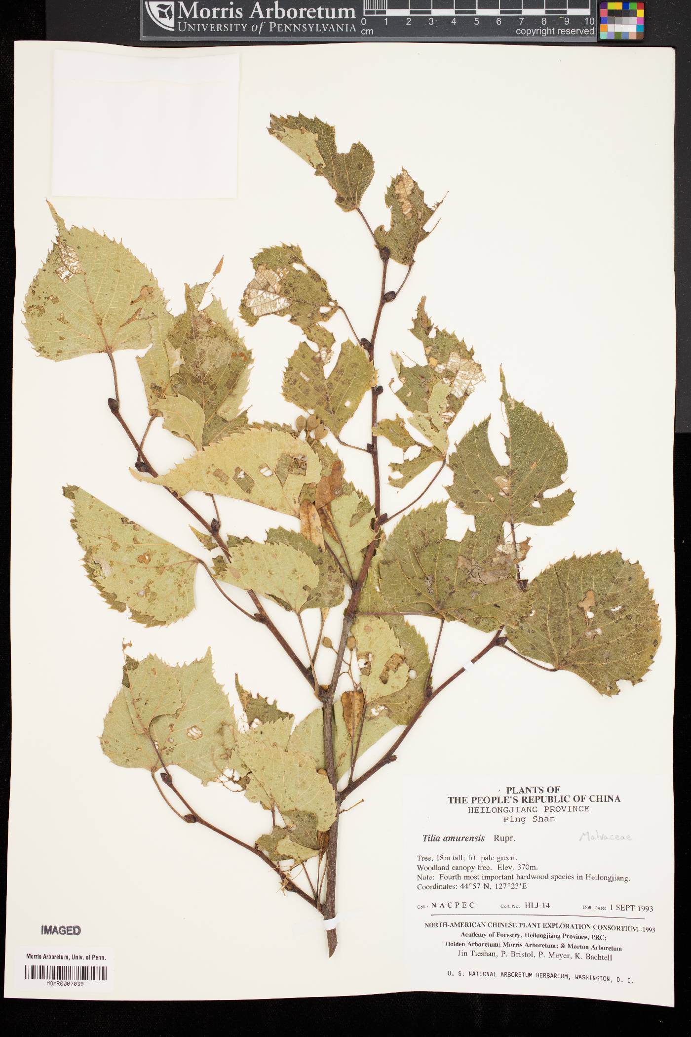 Tilia amurensis image