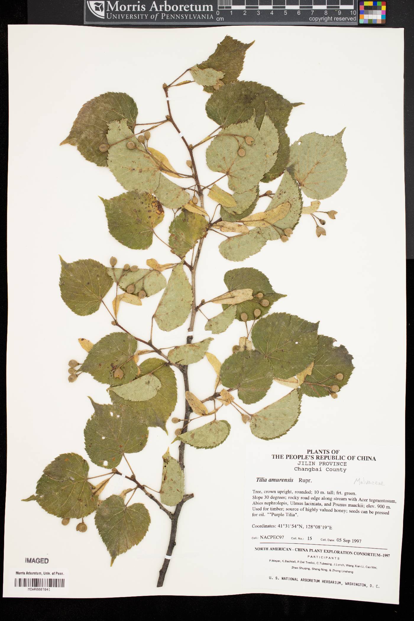 Tilia amurensis image