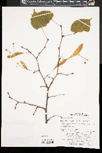 Tilia amurensis image