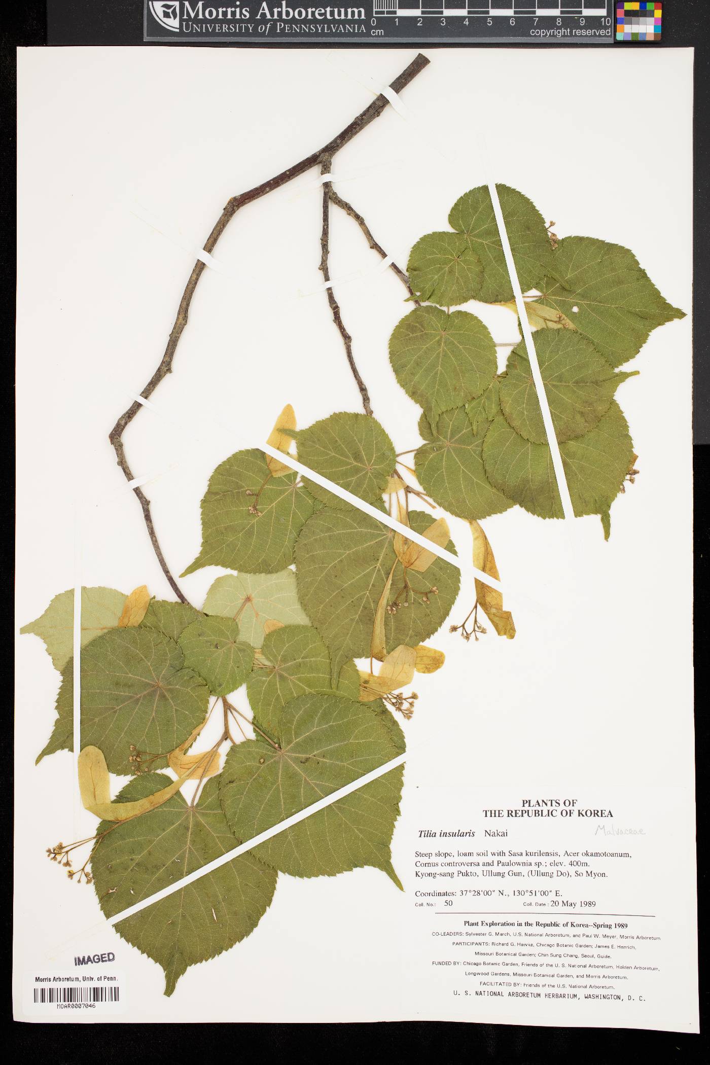 Tilia insularis image