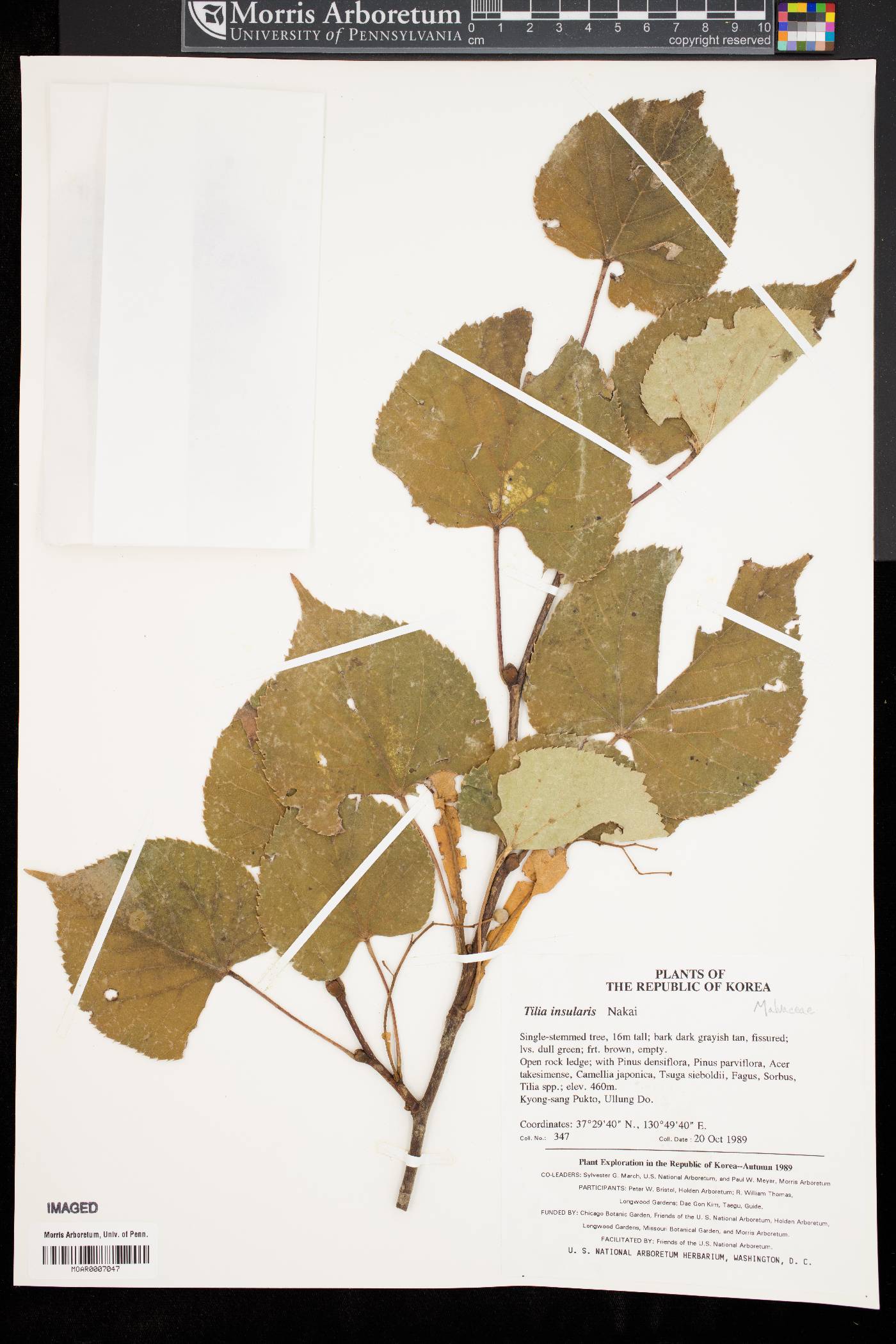 Tilia insularis image