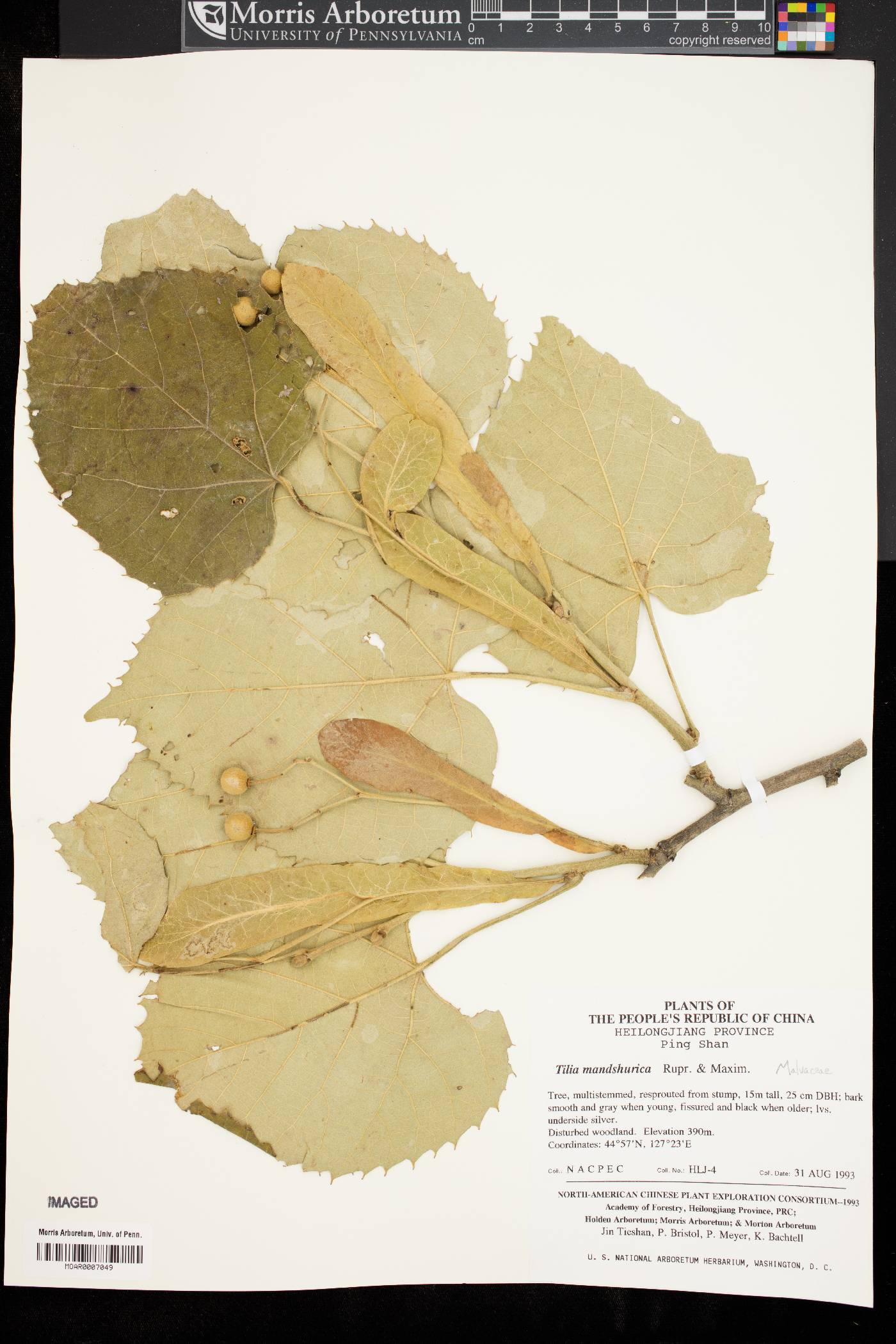 Tilia mandshurica image