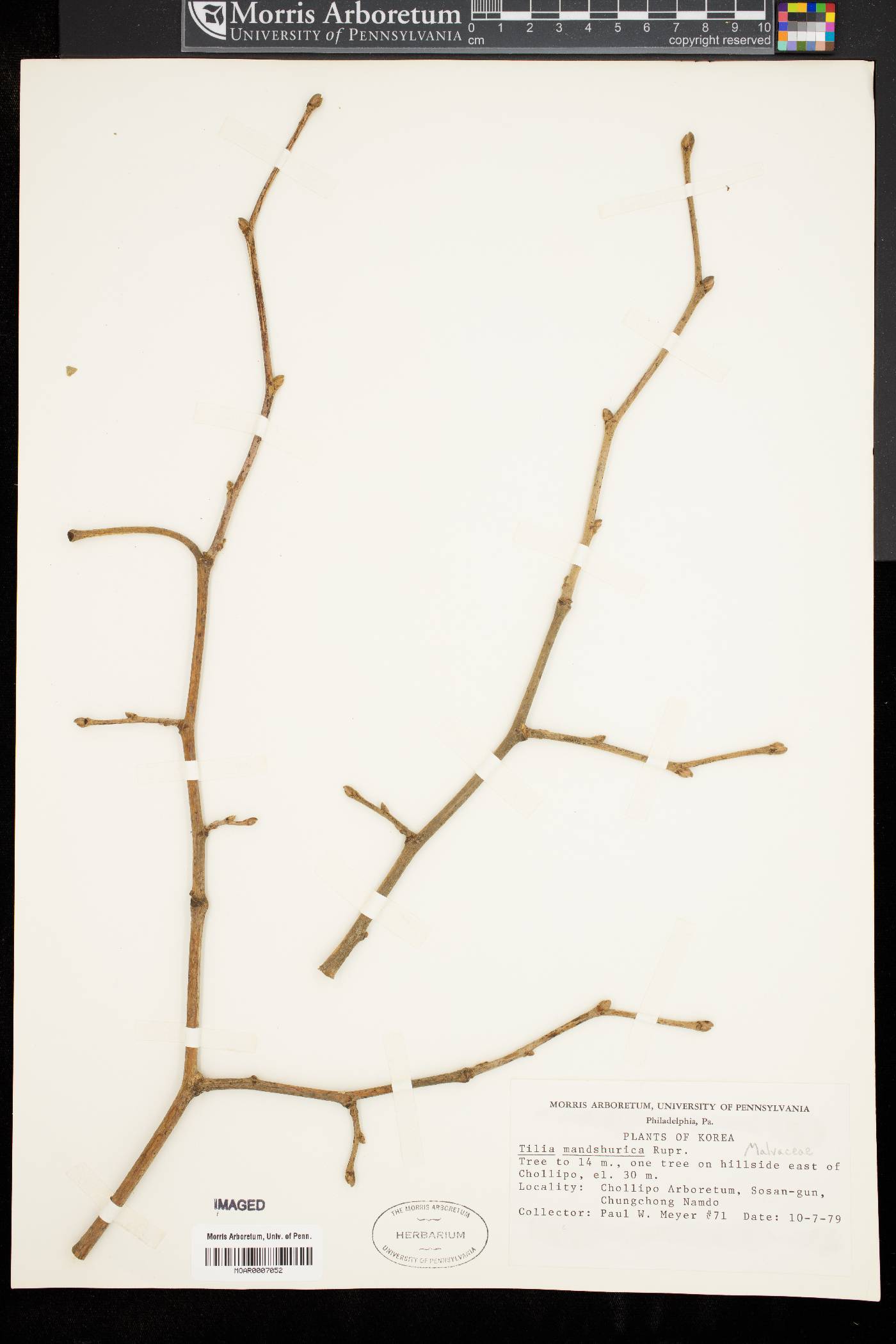 Tilia mandshurica image