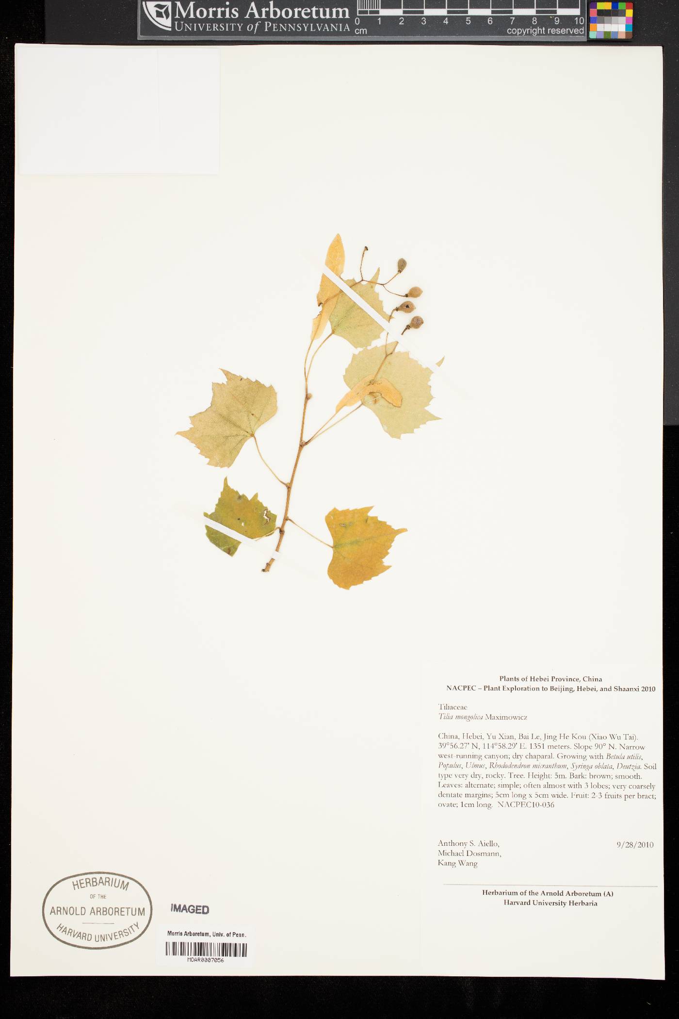 Tilia mongolica image