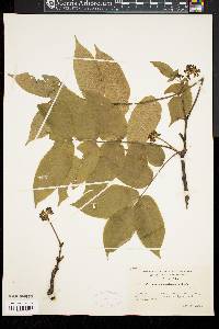 Phellodendron chinense image