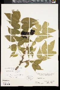 Phellodendron chinense image