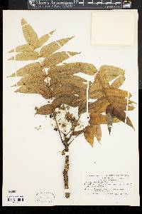 Zanthoxylum ailanthoides image