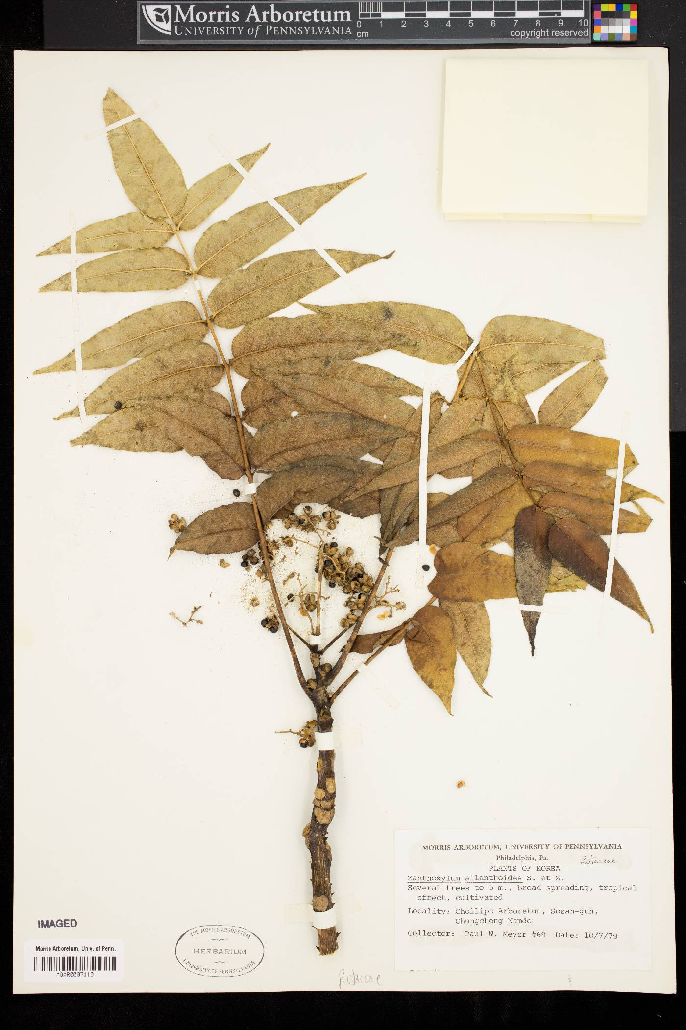 Zanthoxylum ailanthoides image