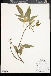 Zanthoxylum armatum image