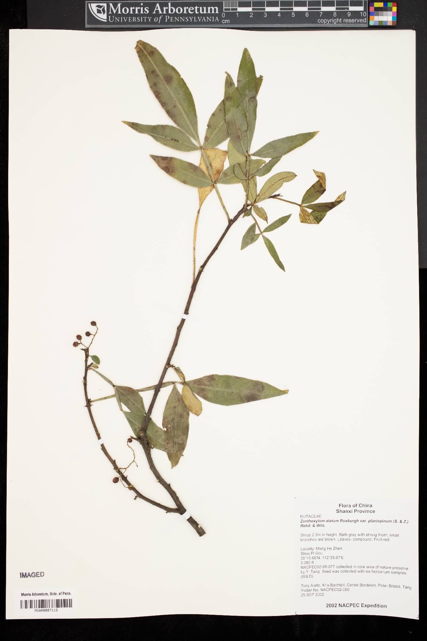 Zanthoxylum armatum image