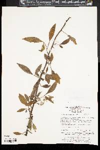 Zanthoxylum armatum image