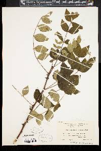 Zanthoxylum americanum image