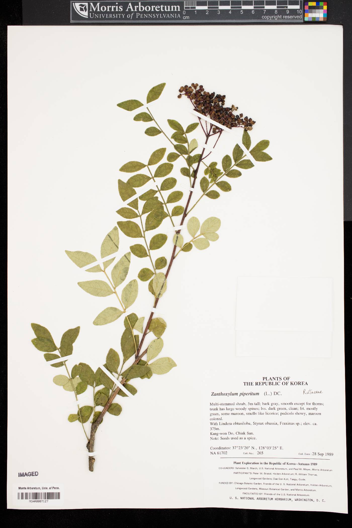 Zanthoxylum bungeanum image