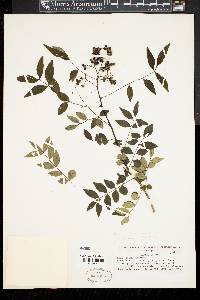 Zanthoxylum schinifolium image