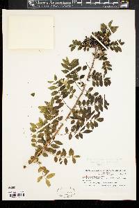 Zanthoxylum schinifolium image