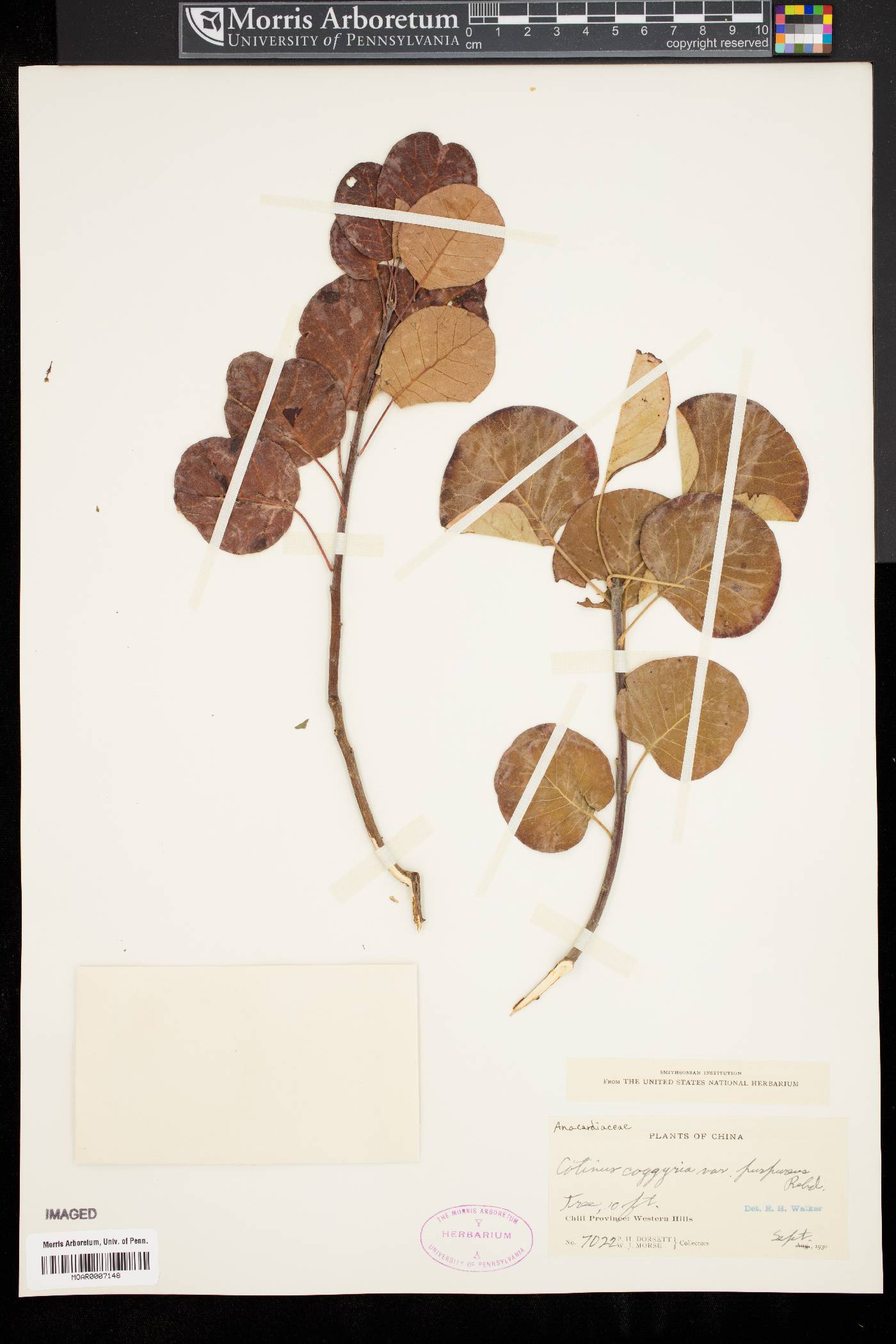 Cotinus coggygria var. purpureus image