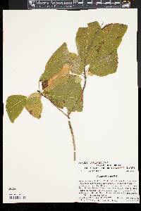 Cotinus obovatus image