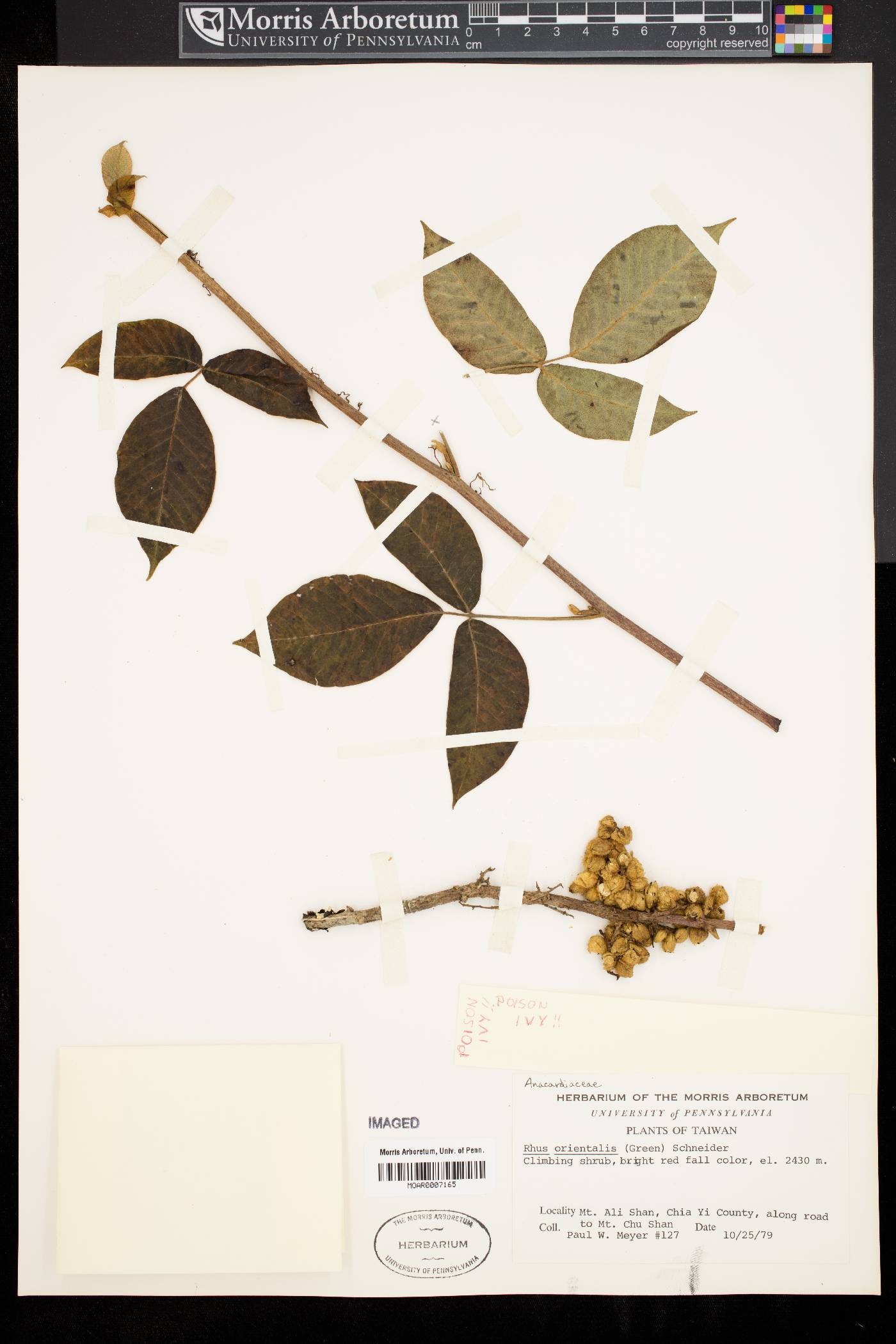 Toxicodendron orientale subsp. orientale image