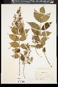 Toxicodendron sylvestre image