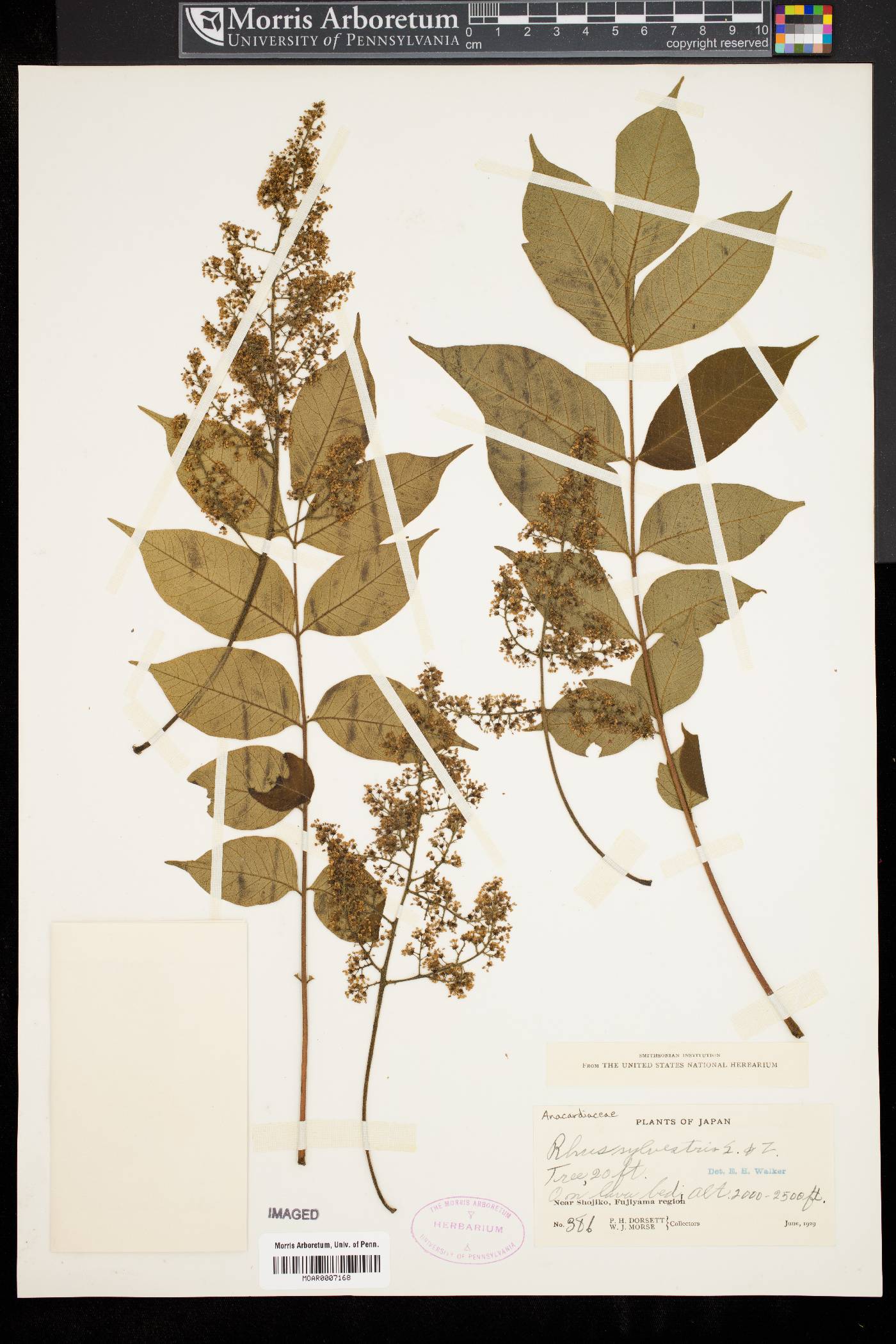 Toxicodendron sylvestre image