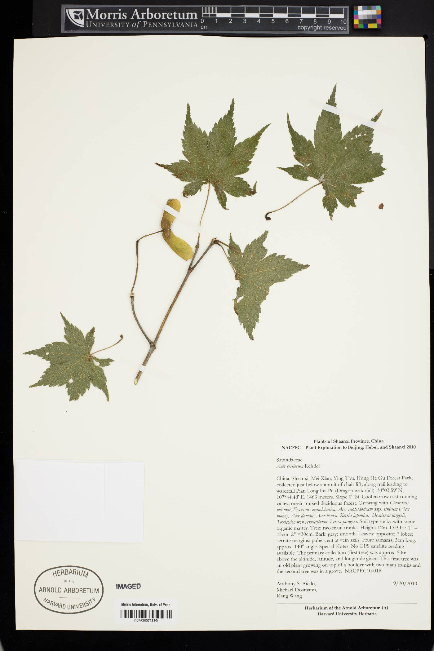 Acer ceriferum image