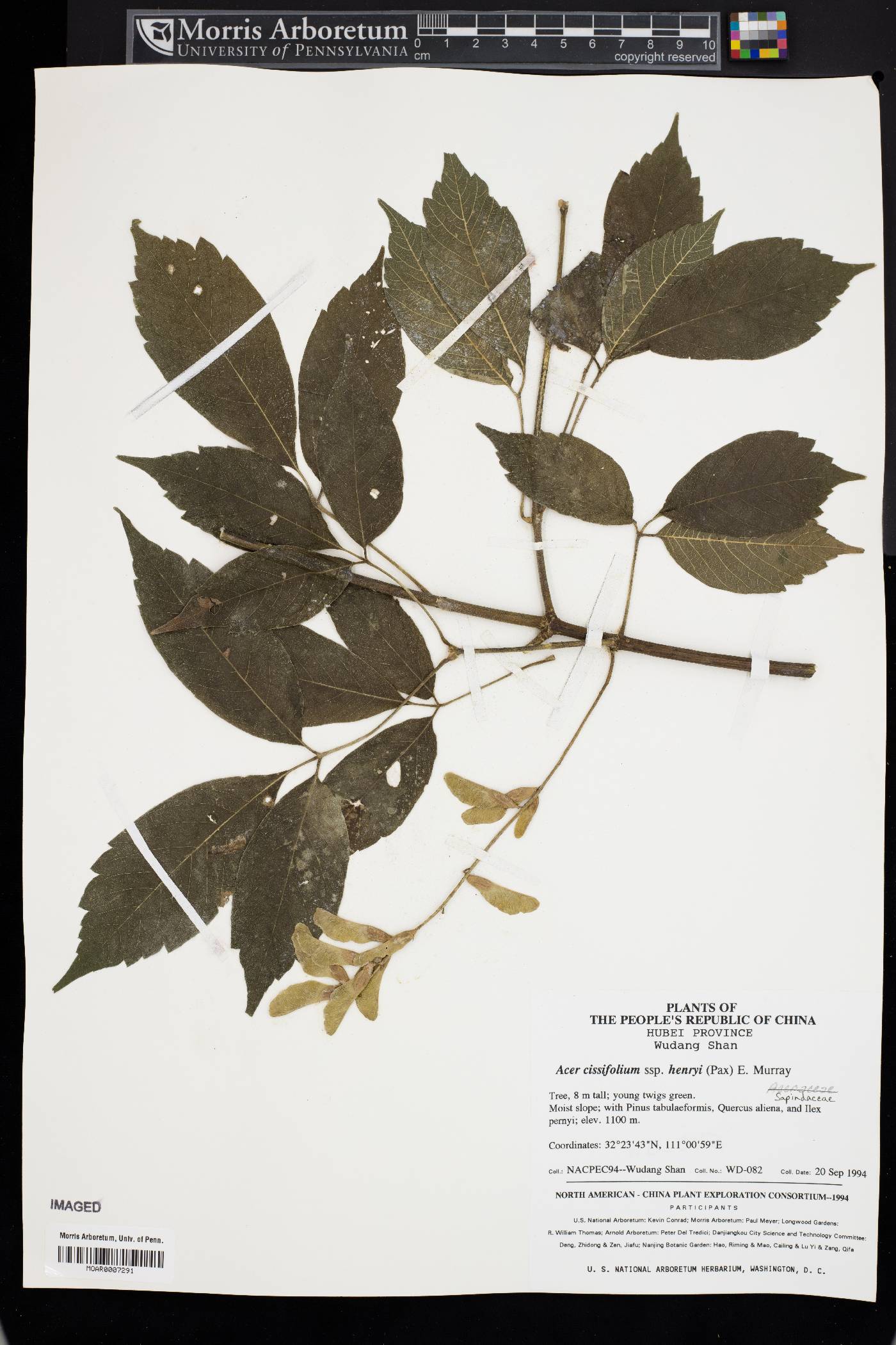 Acer cissifolium subsp. henryi image