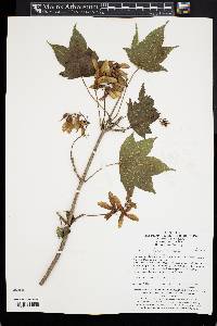 Acer erianthum image