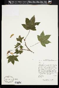 Acer erianthum image