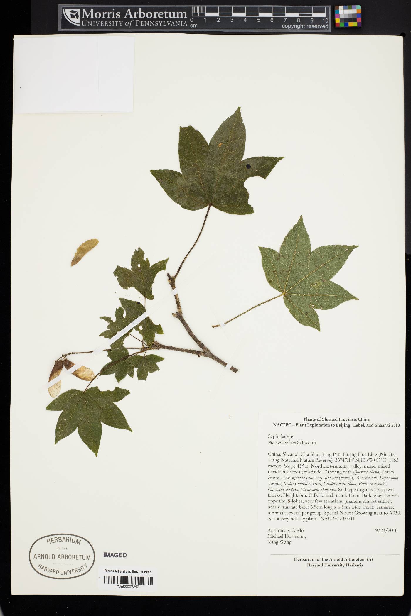 Acer erianthum image