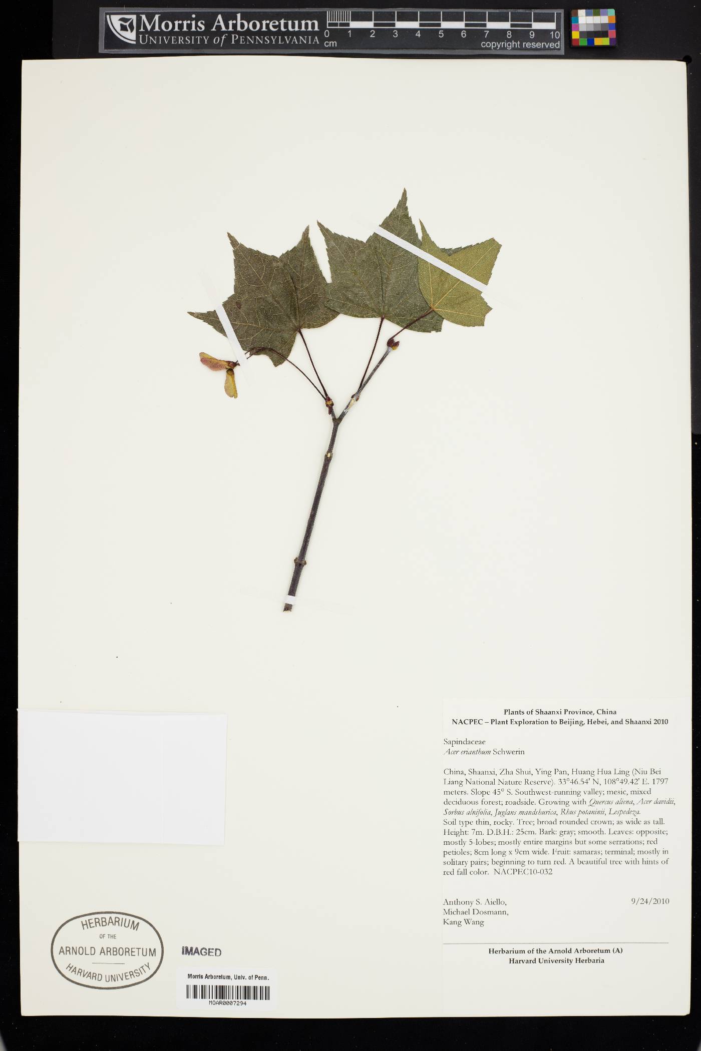 Acer erianthum image