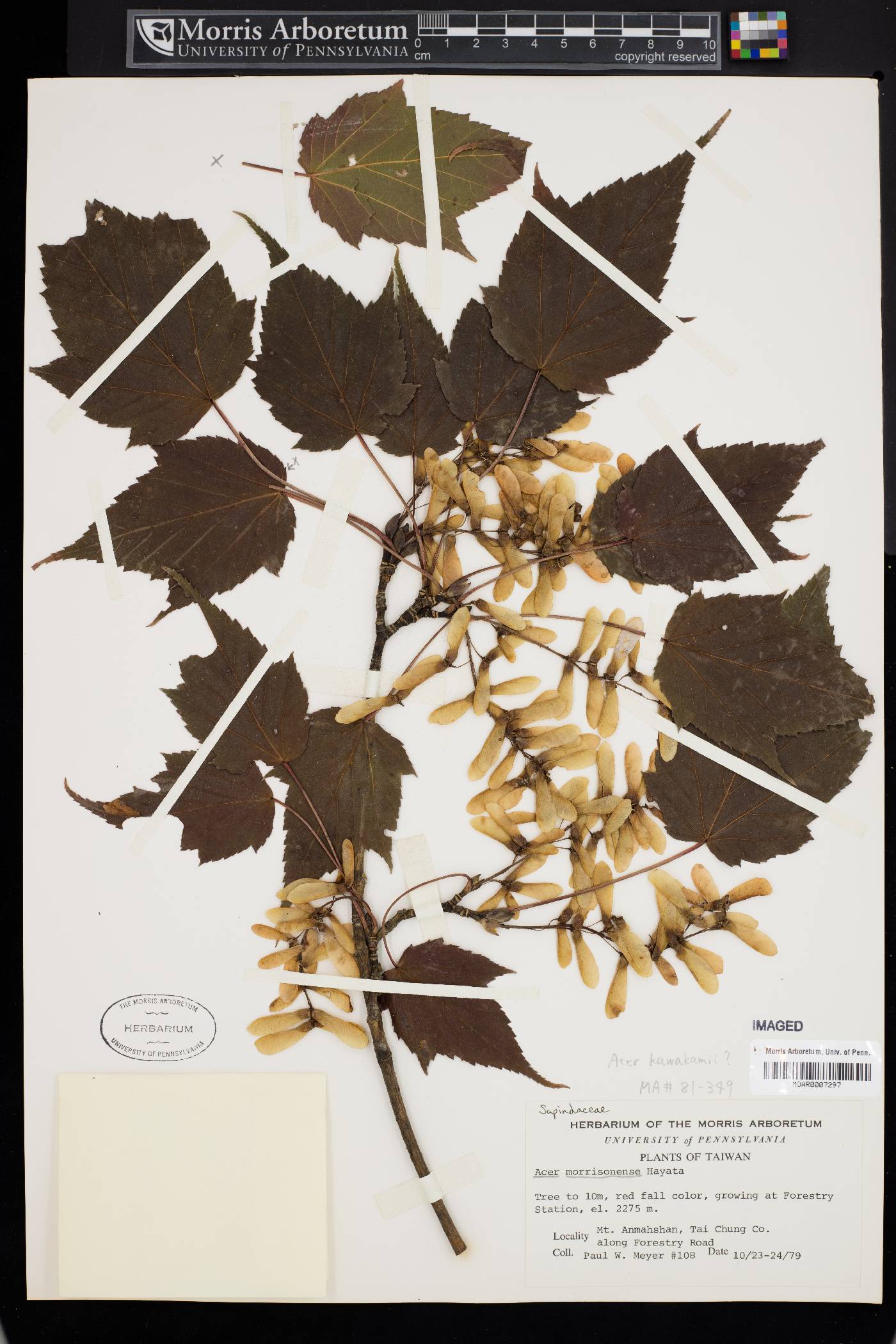 Acer caudatifolium image