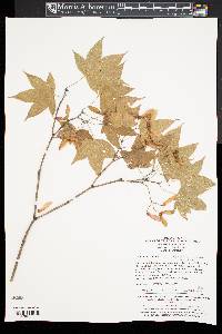 Acer oliverianum image