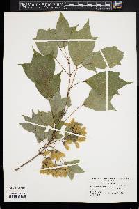 Acer buergerianum image