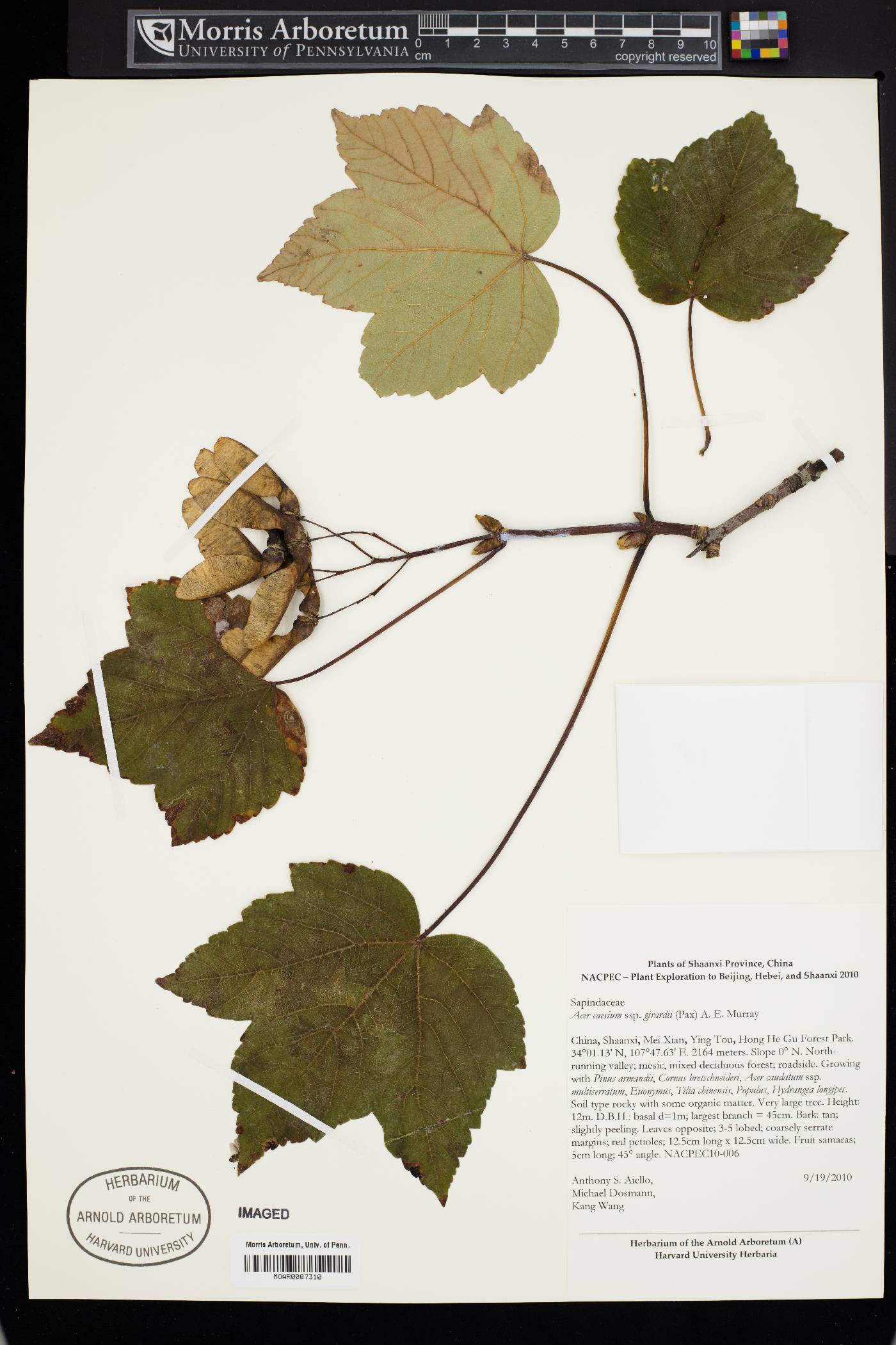 Acer caesium image