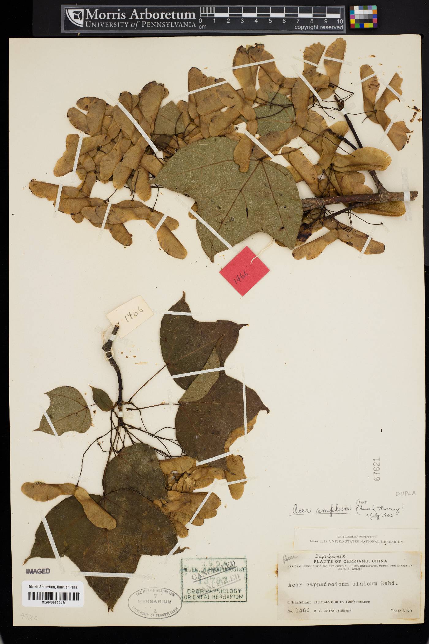 Acer cappadocicum var. sinicum image