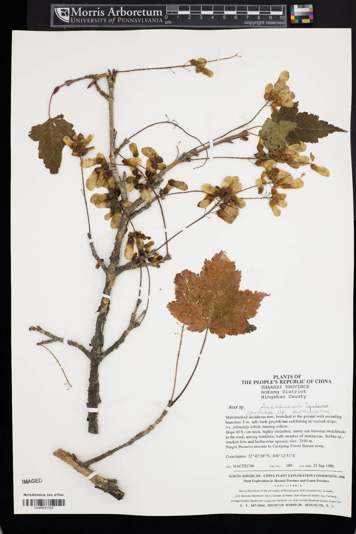 Acer caudatum image