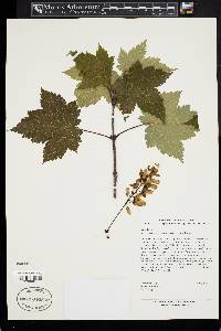 Acer caudatum image