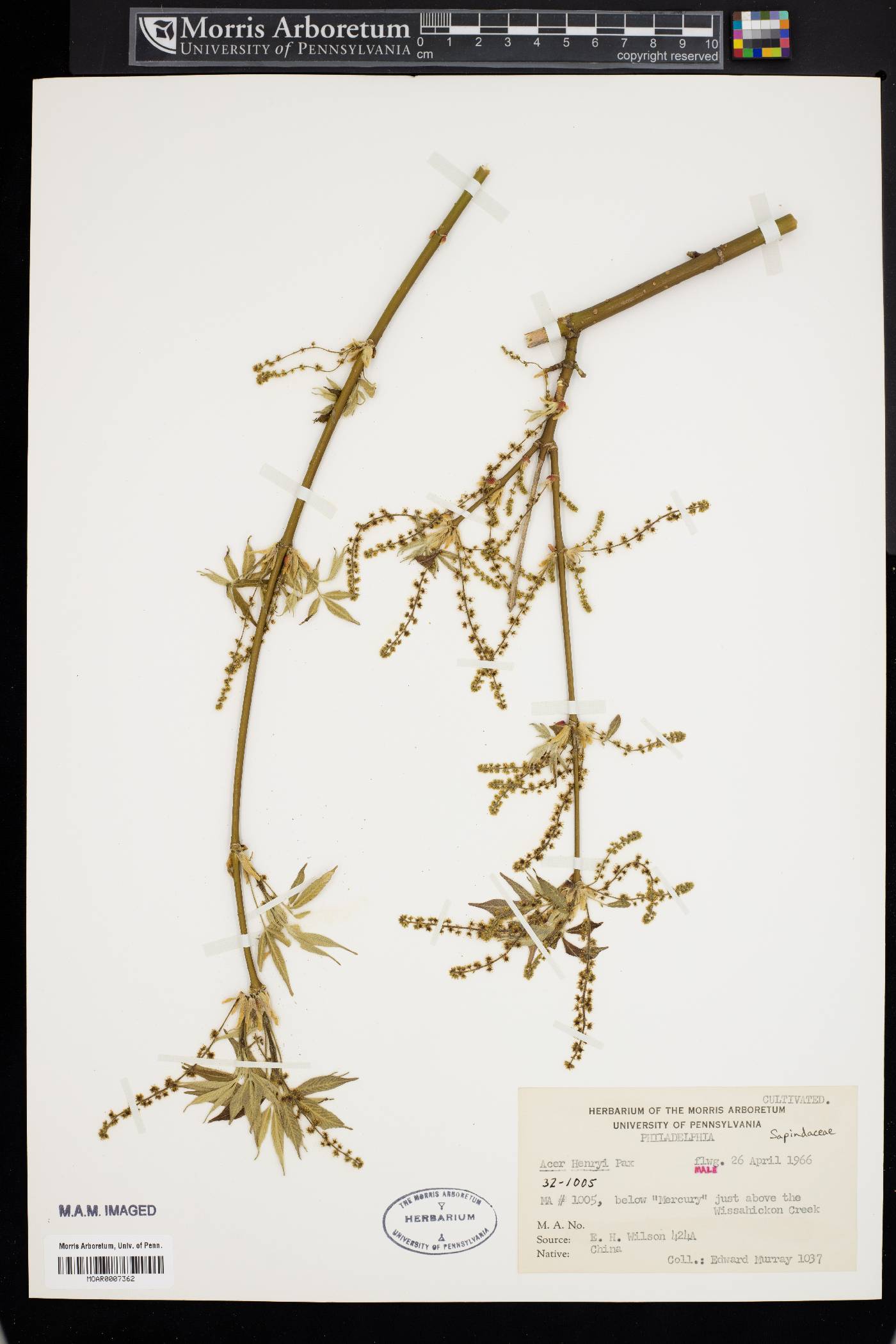 Acer henryi image