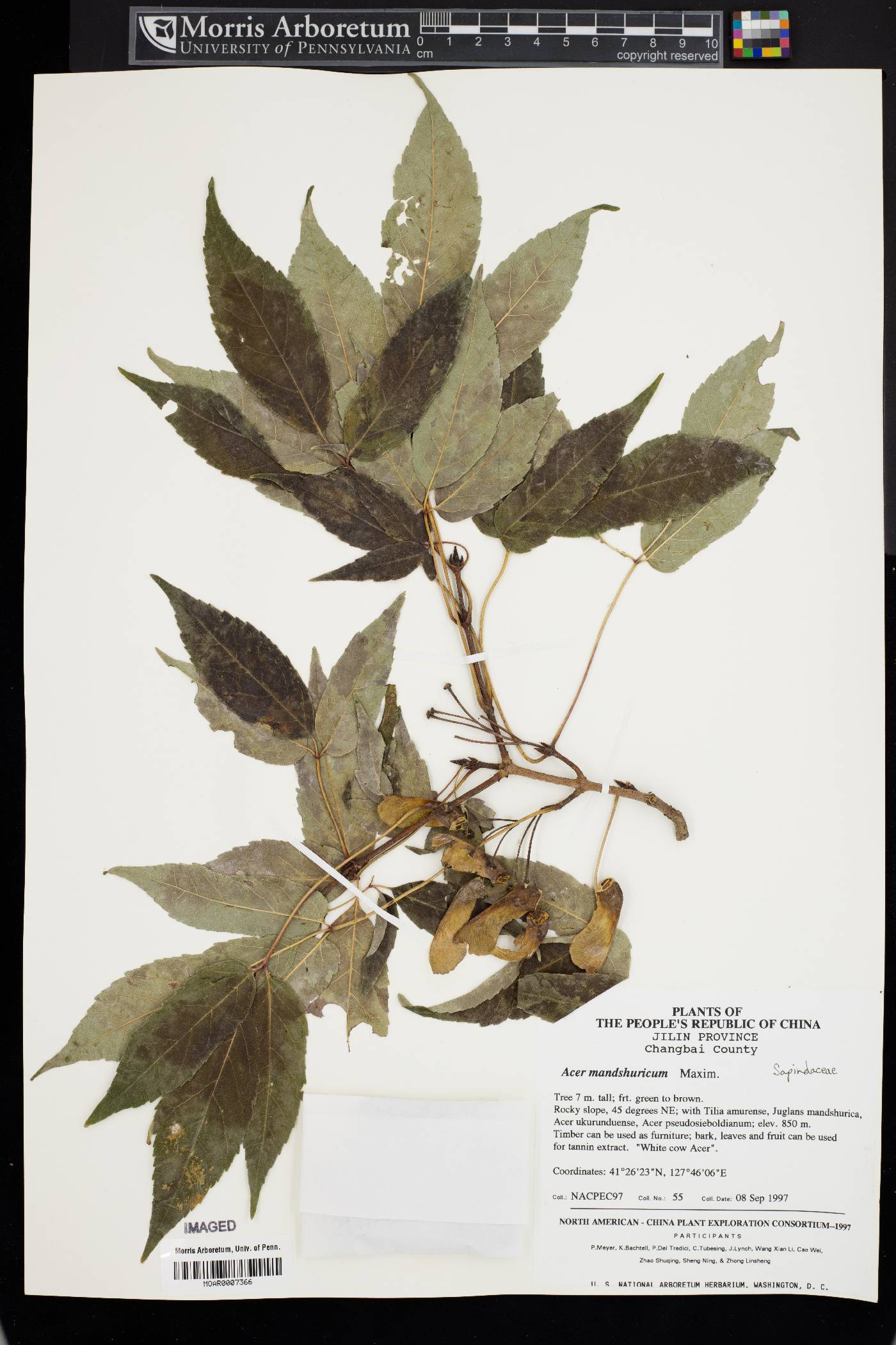 Acer mandshuricum image