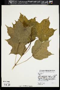 Acer nigrum image