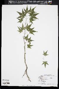 Acer palmatum image