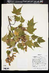 Acer pectinatum image