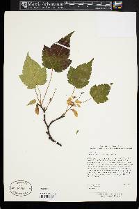 Acer pectinatum image