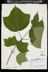 Acer pensylvanicum image